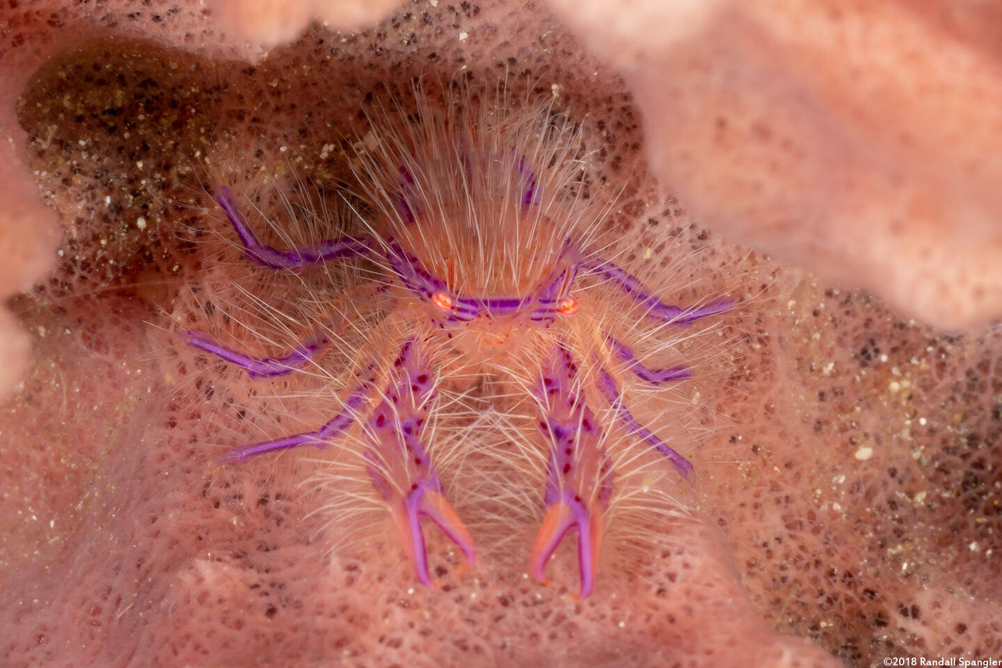 Lauriea siagiani (Hairy Squat Lobster)