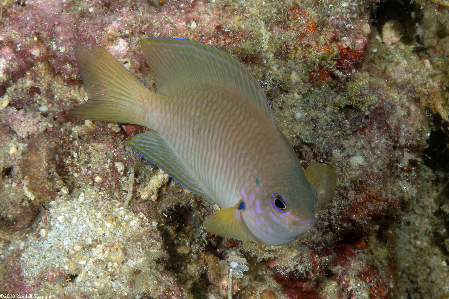Pomacentrus amboinensis (Ambon Damsel)