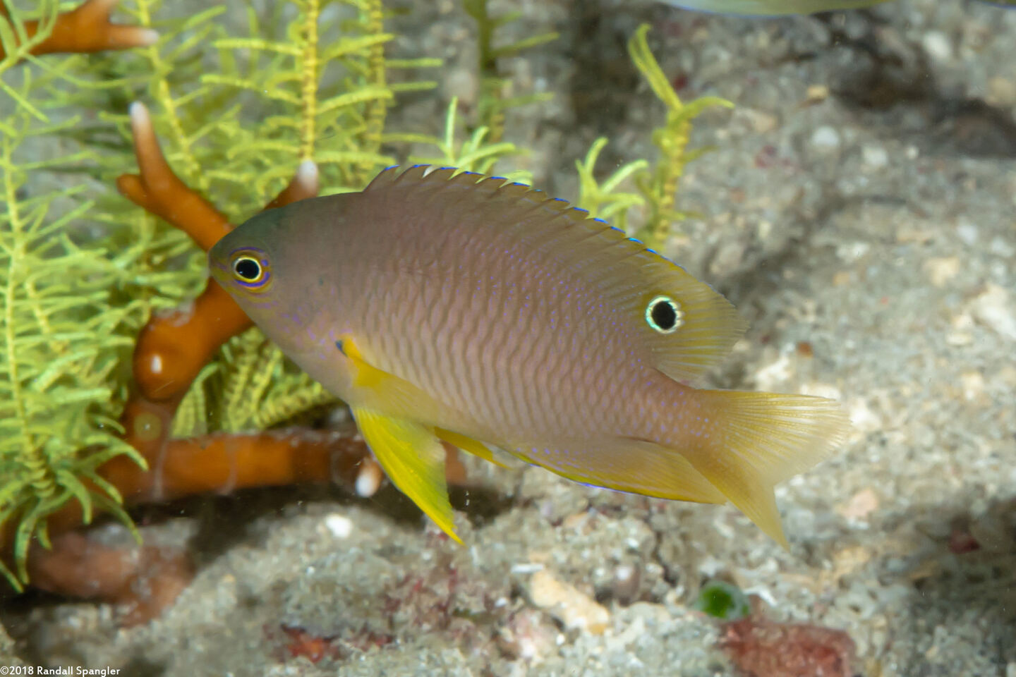 Pomacentrus amboinensis (Ambon Damsel)