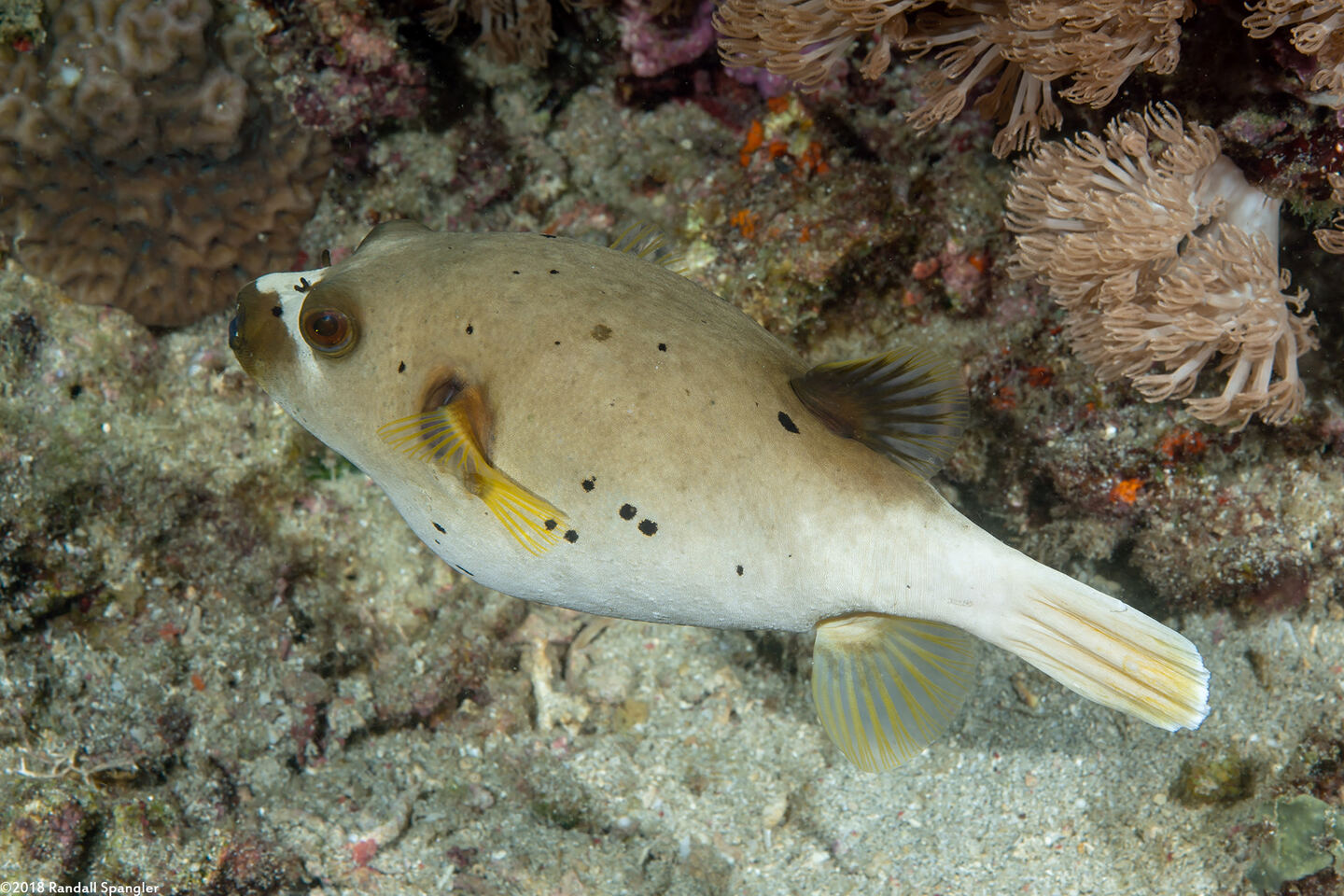 Arothron nigropunctatus (Blackspotted Puffer)