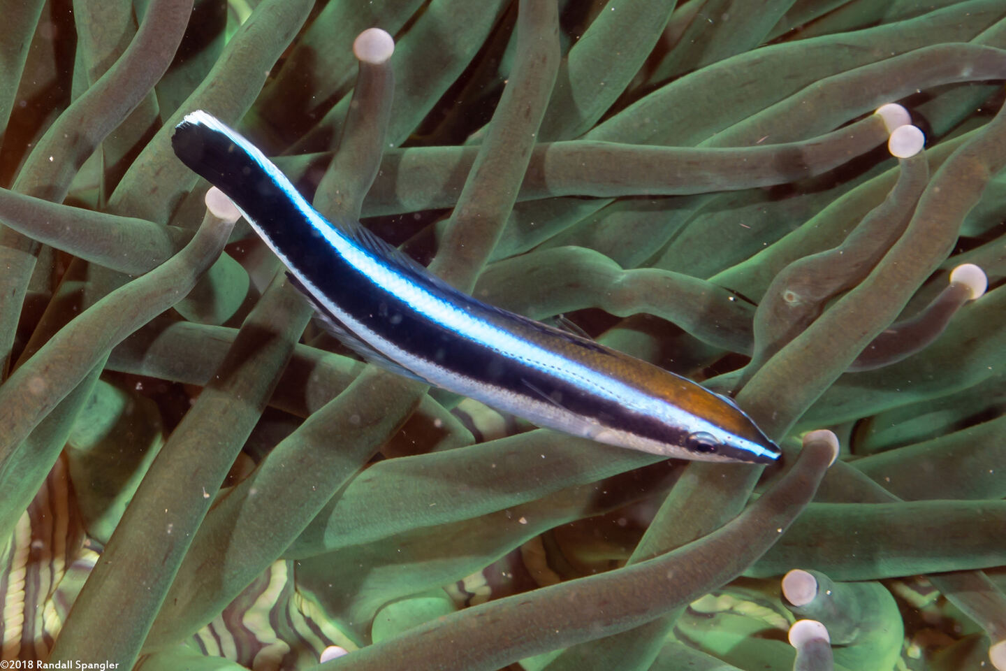 Labroides dimidiatus (Bluestreak Cleaner Wrasse)