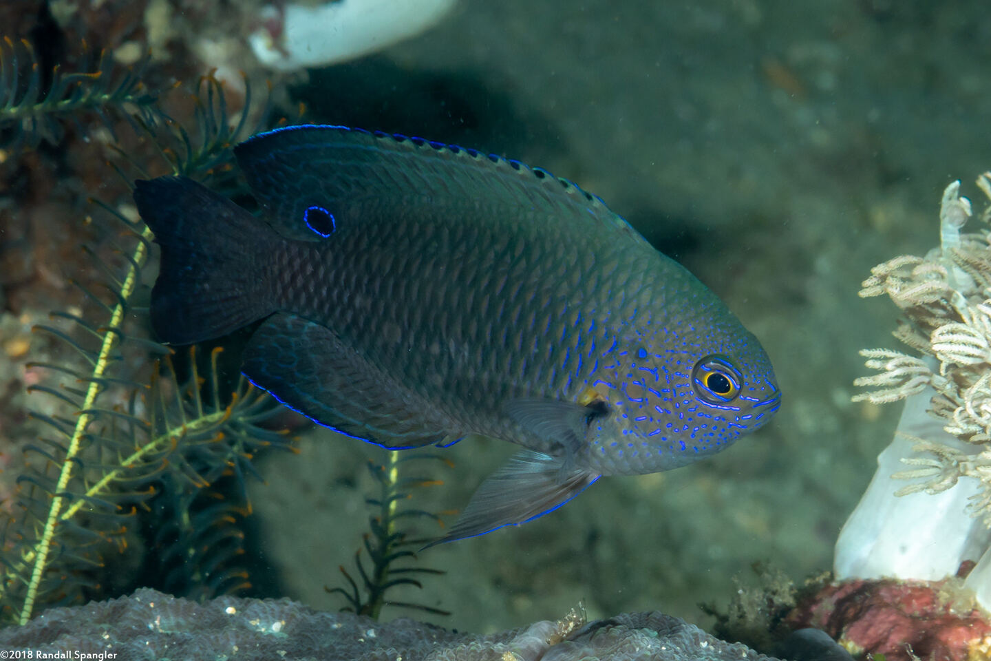 Pomacentrus nagasakiensis (Nagasaki Damsel)