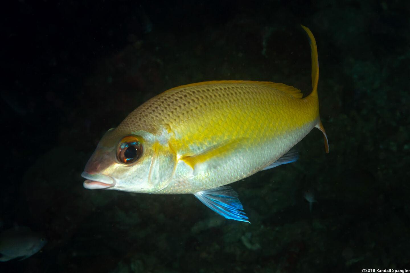 Scolopsis affinis (Pale Monocle Bream)