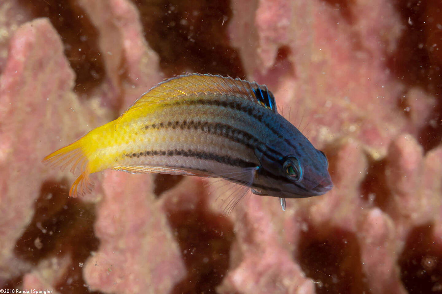 Halichoeres prosopeion (Twotone Wrasse)