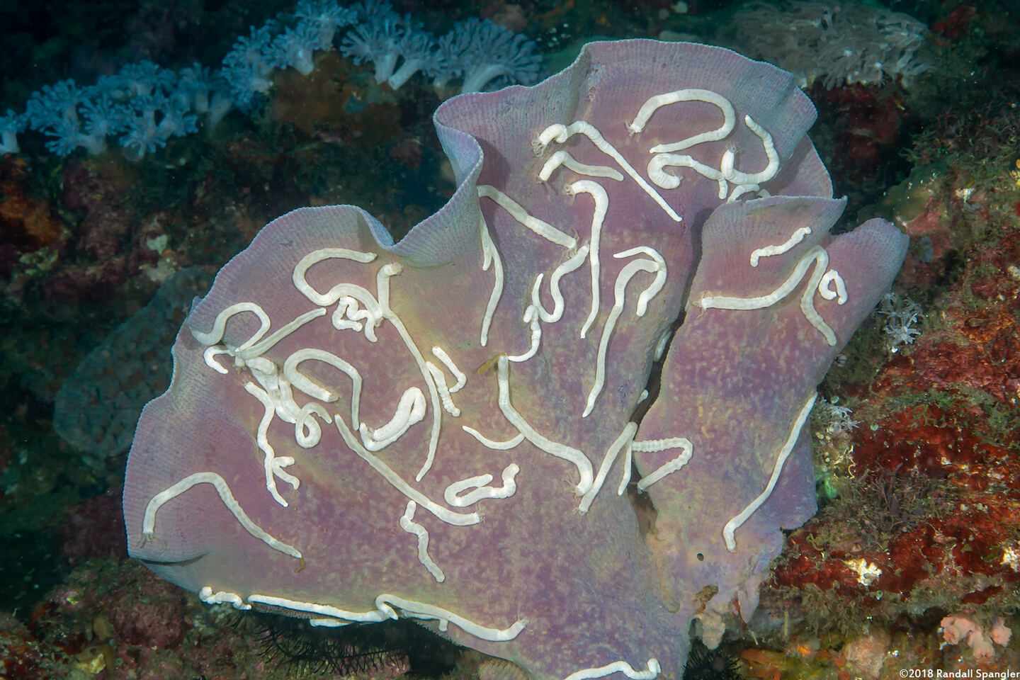 Euapta sp.2 (Euapta sp.2)