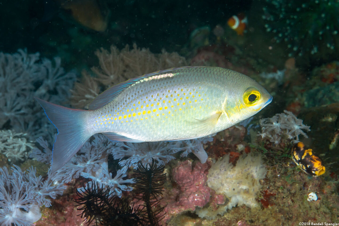 Scolopsis ciliata (Whitestreak Monocle Bream)