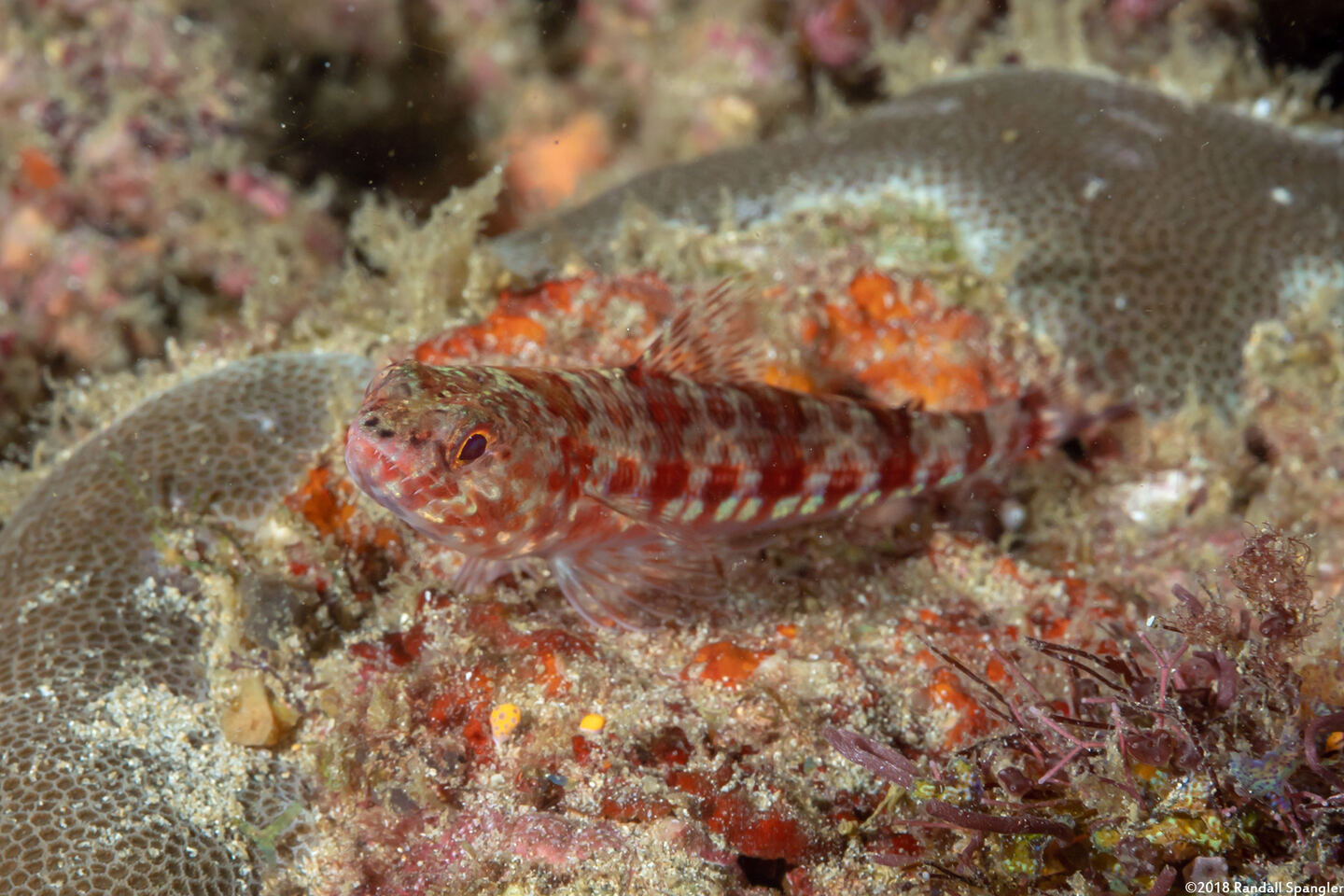 Synodus variegatus (Reef Lizardfish)