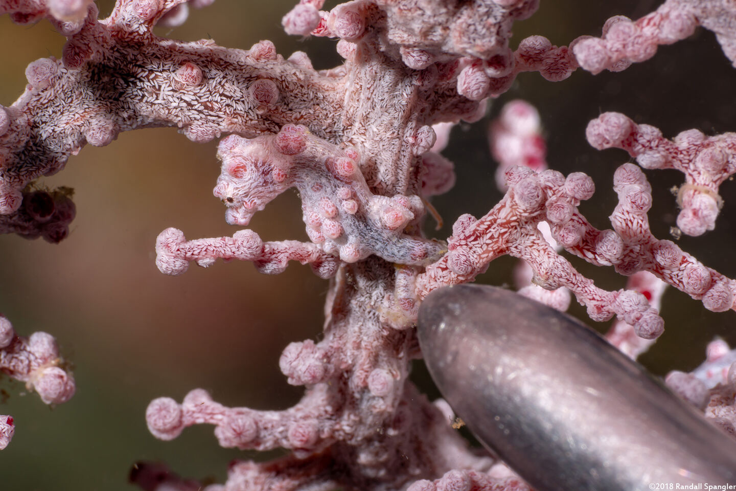 Hippocampus bargibanti (Pygmy Seahorse)