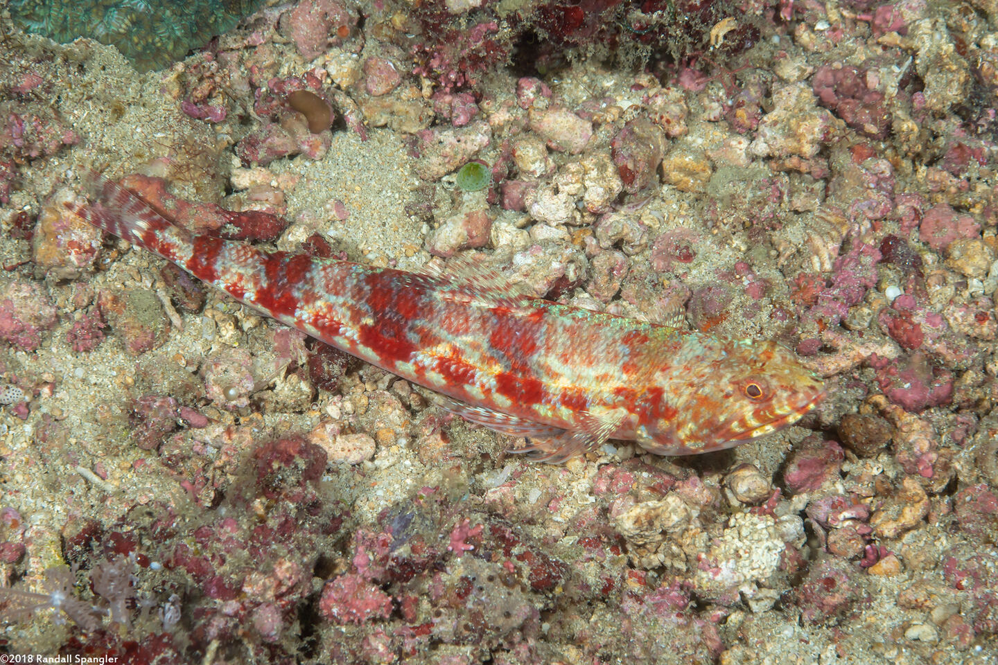 Synodus variegatus (Reef Lizardfish)