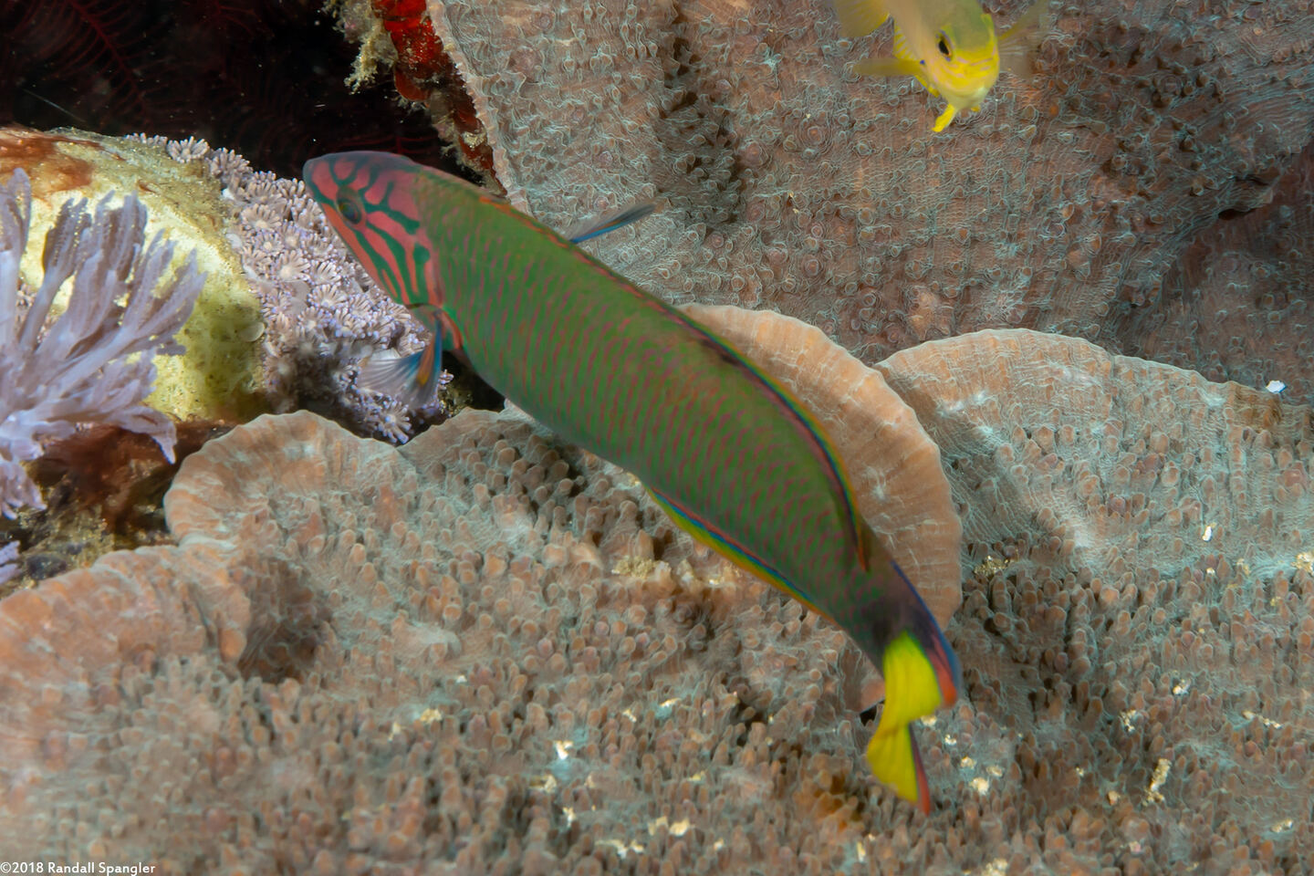 Thalassoma lunare (Crescent Wrasse)