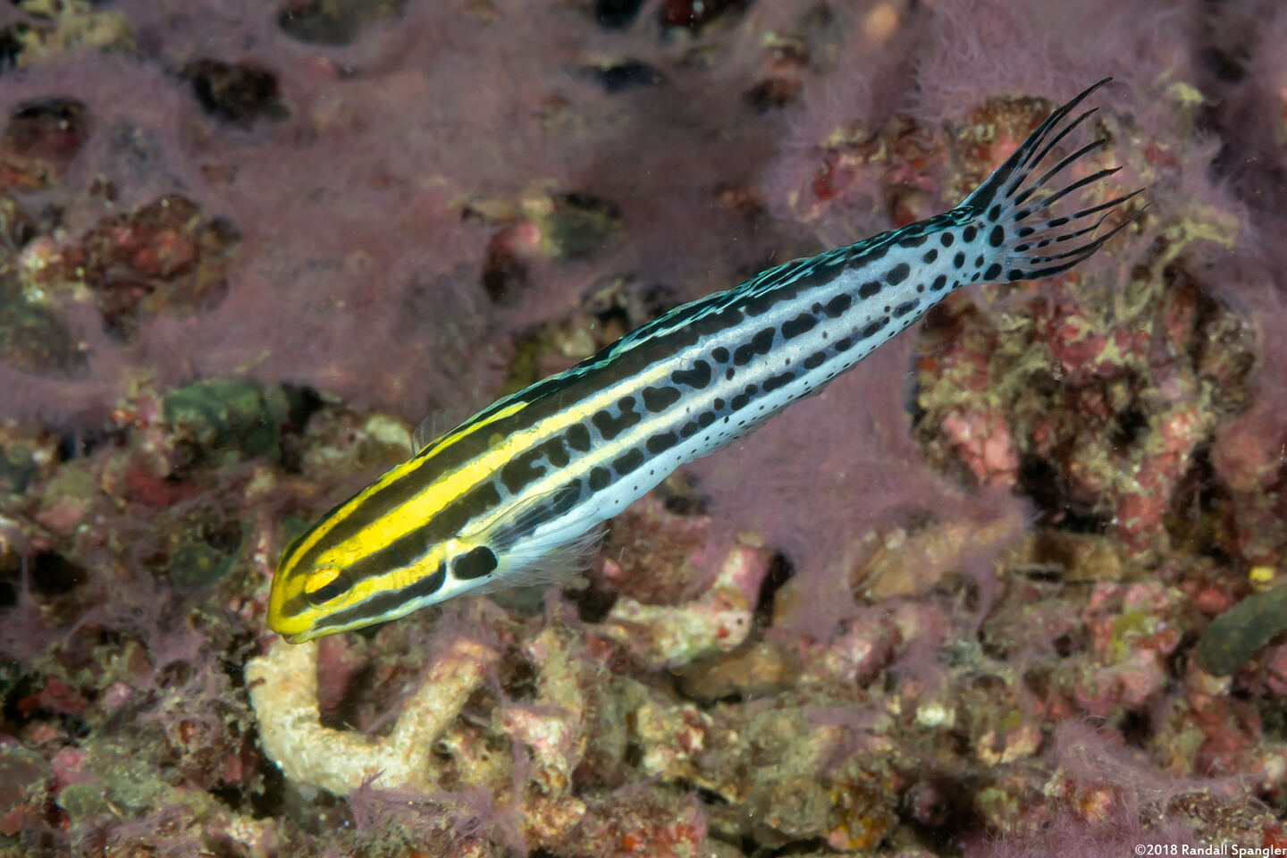 Meiacanthus grammistes (Striped Fangblenny)