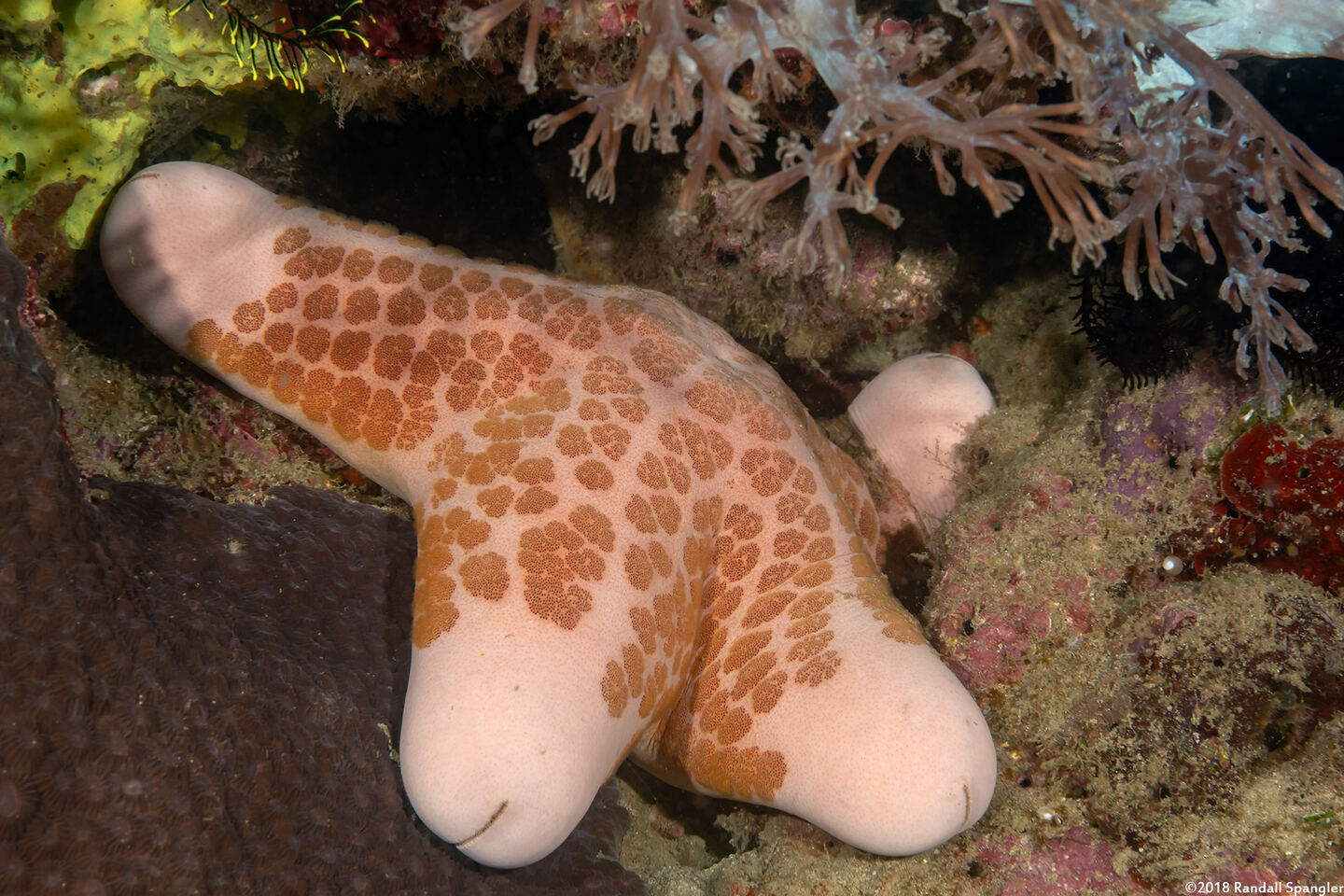 Choriaster granulatus (Granular Sea Star)