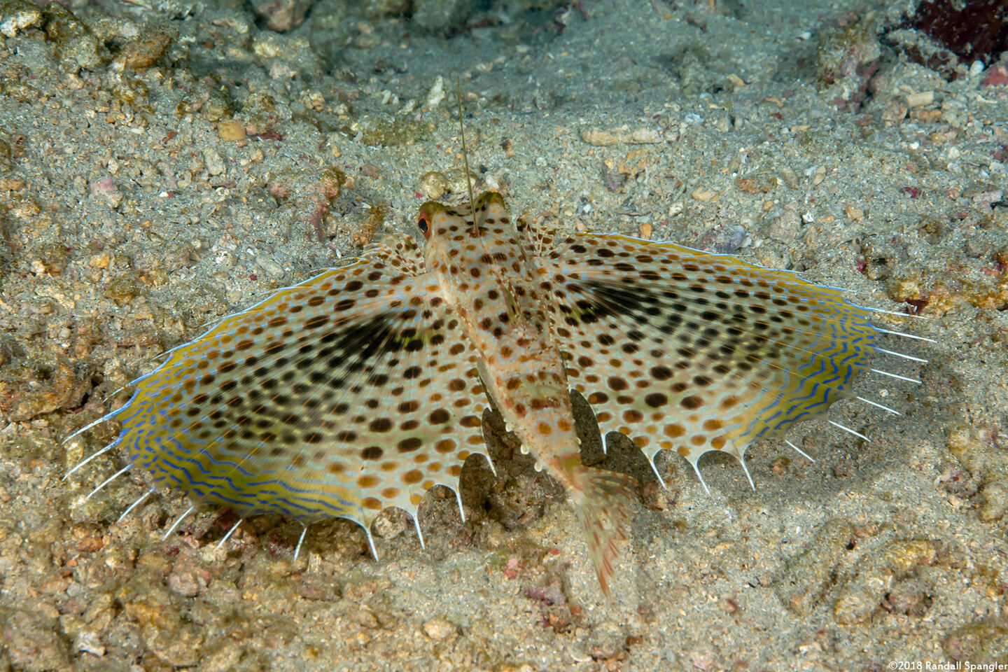 Dactyloptena orientalis (Helmut Gurnard)
