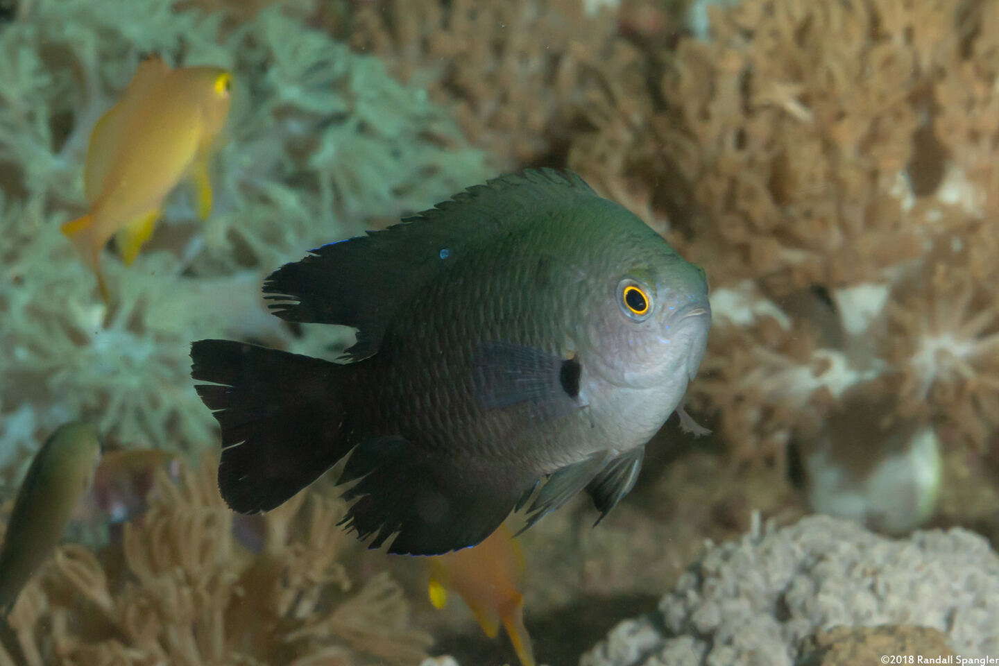 Pomacentrus brachialis (Charcoal Damsel)