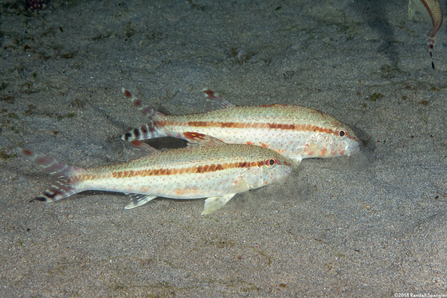 Upeneus tragula (Freckled Goatfish)
