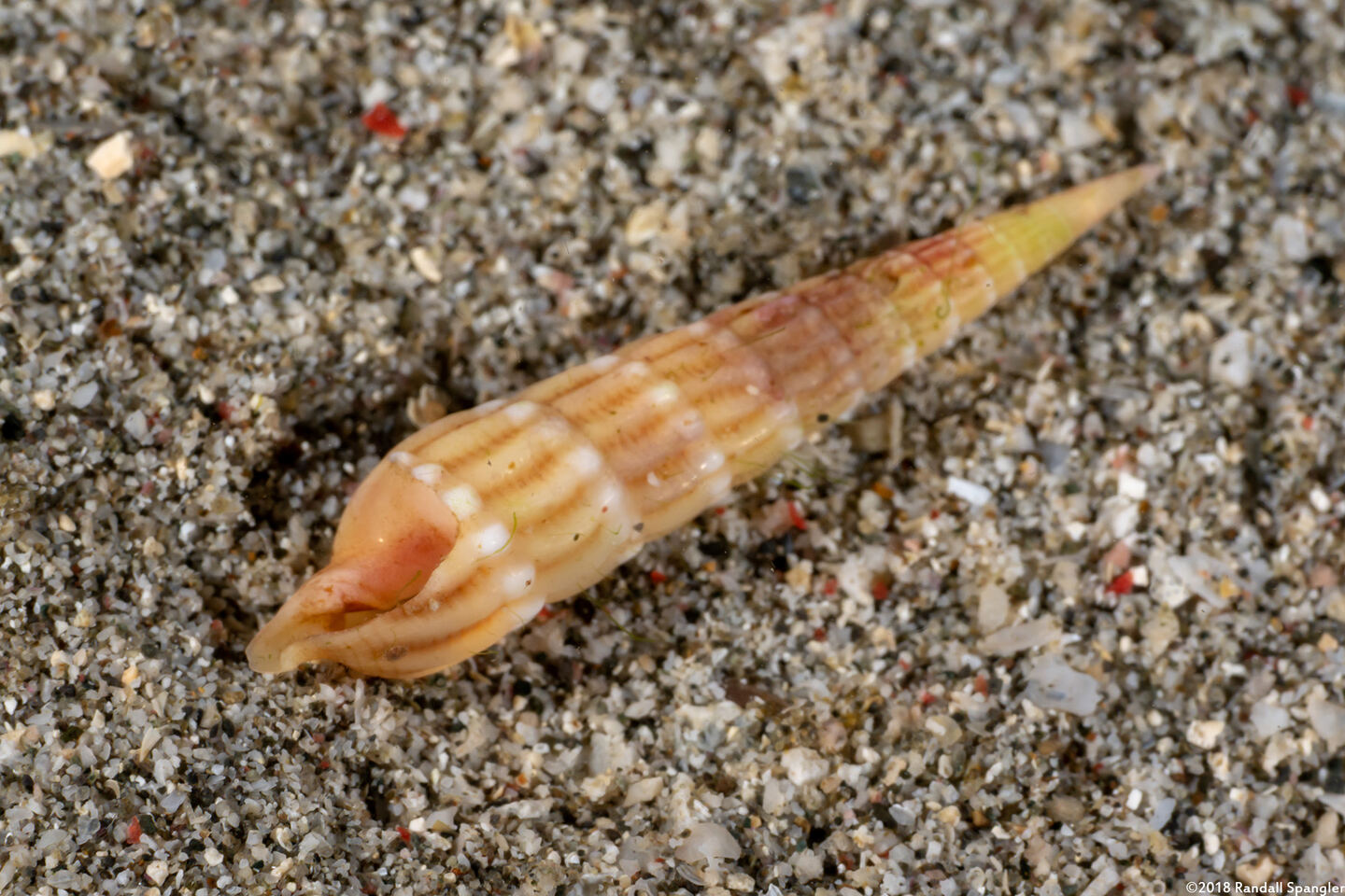 Myurellopsis paucistriata (Lightly-Striated Auger)