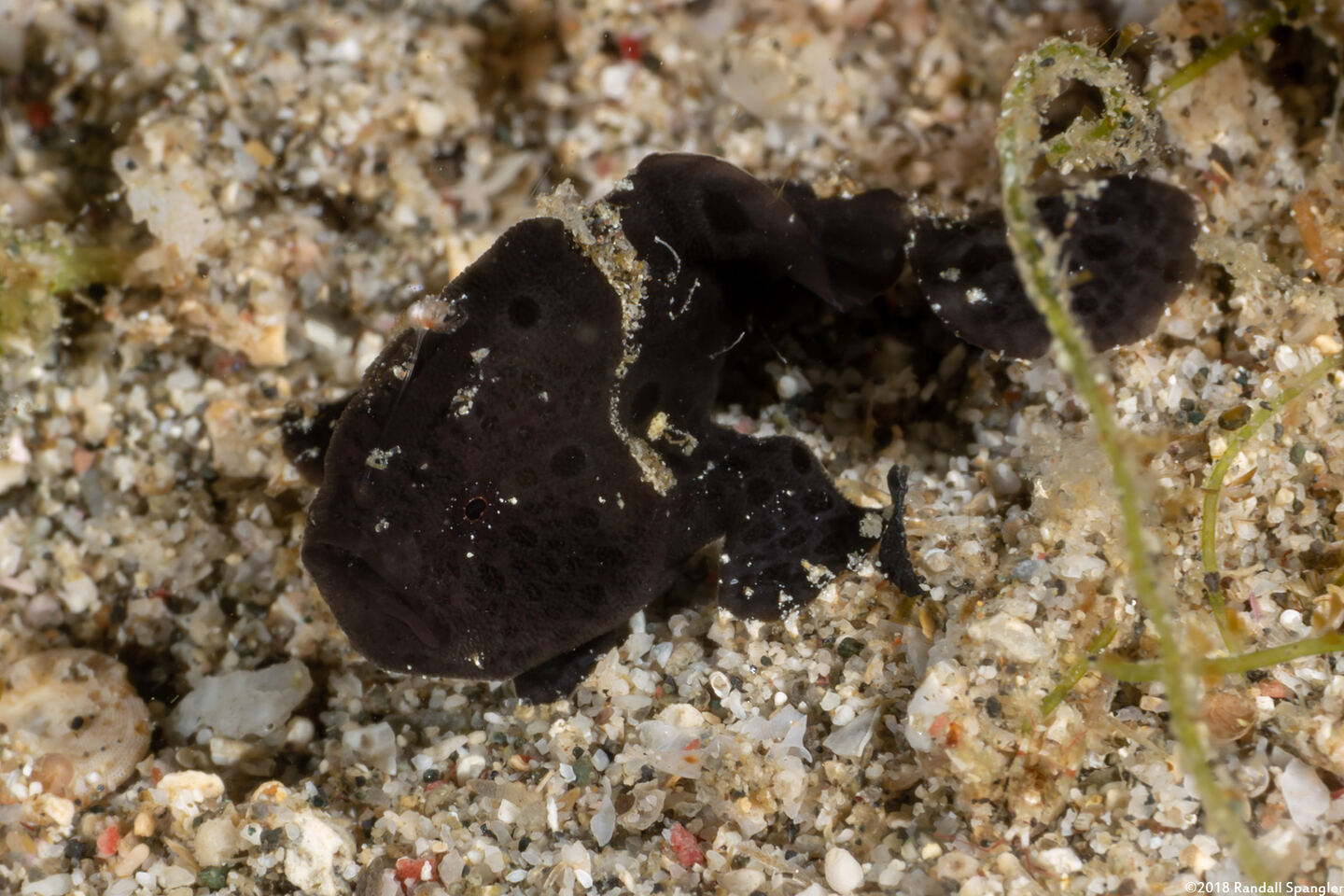 Antennarius pictus (Painted Frogfish)