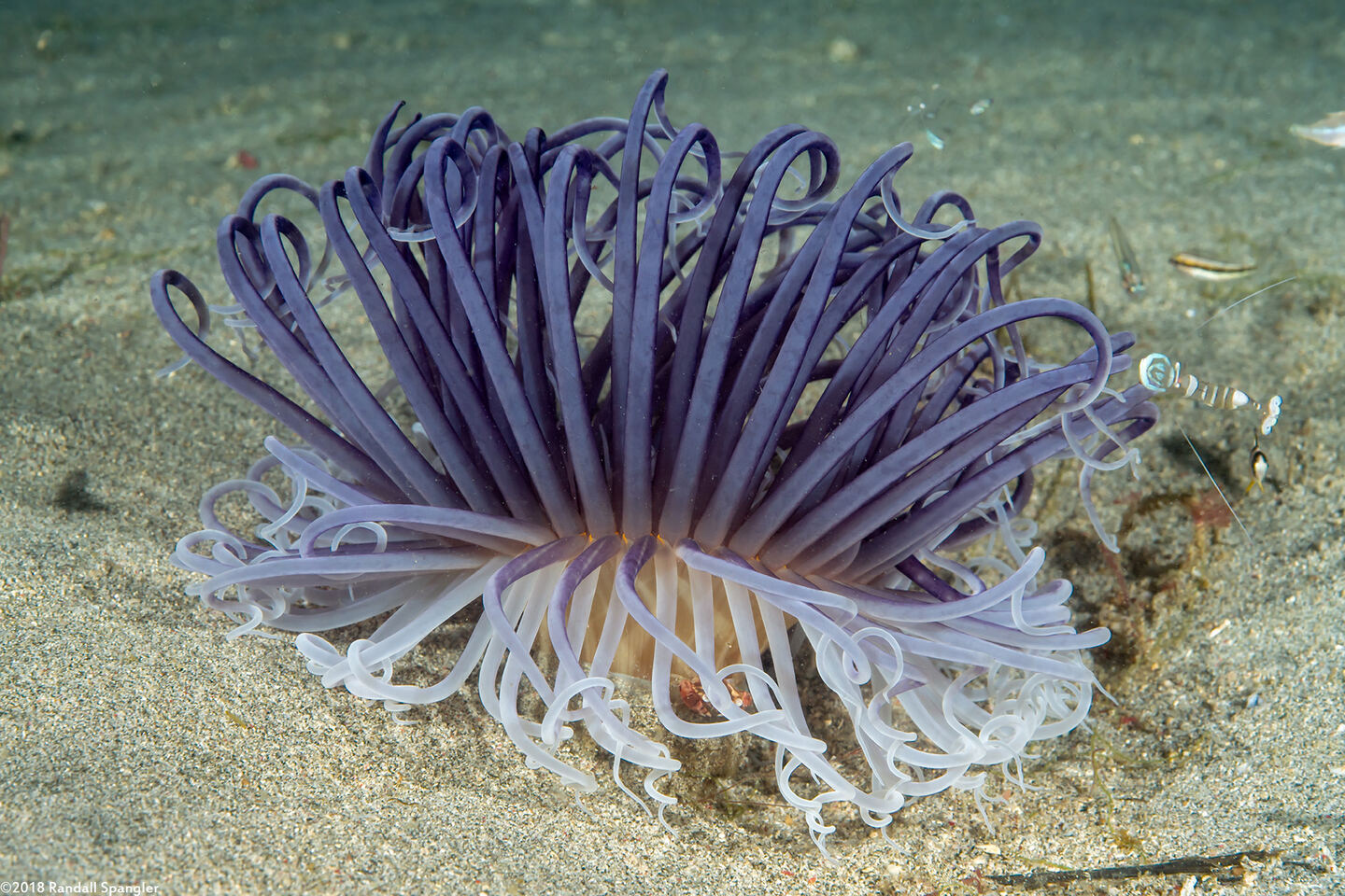 Cerianthus sp.3 (Cerianthus sp.3)