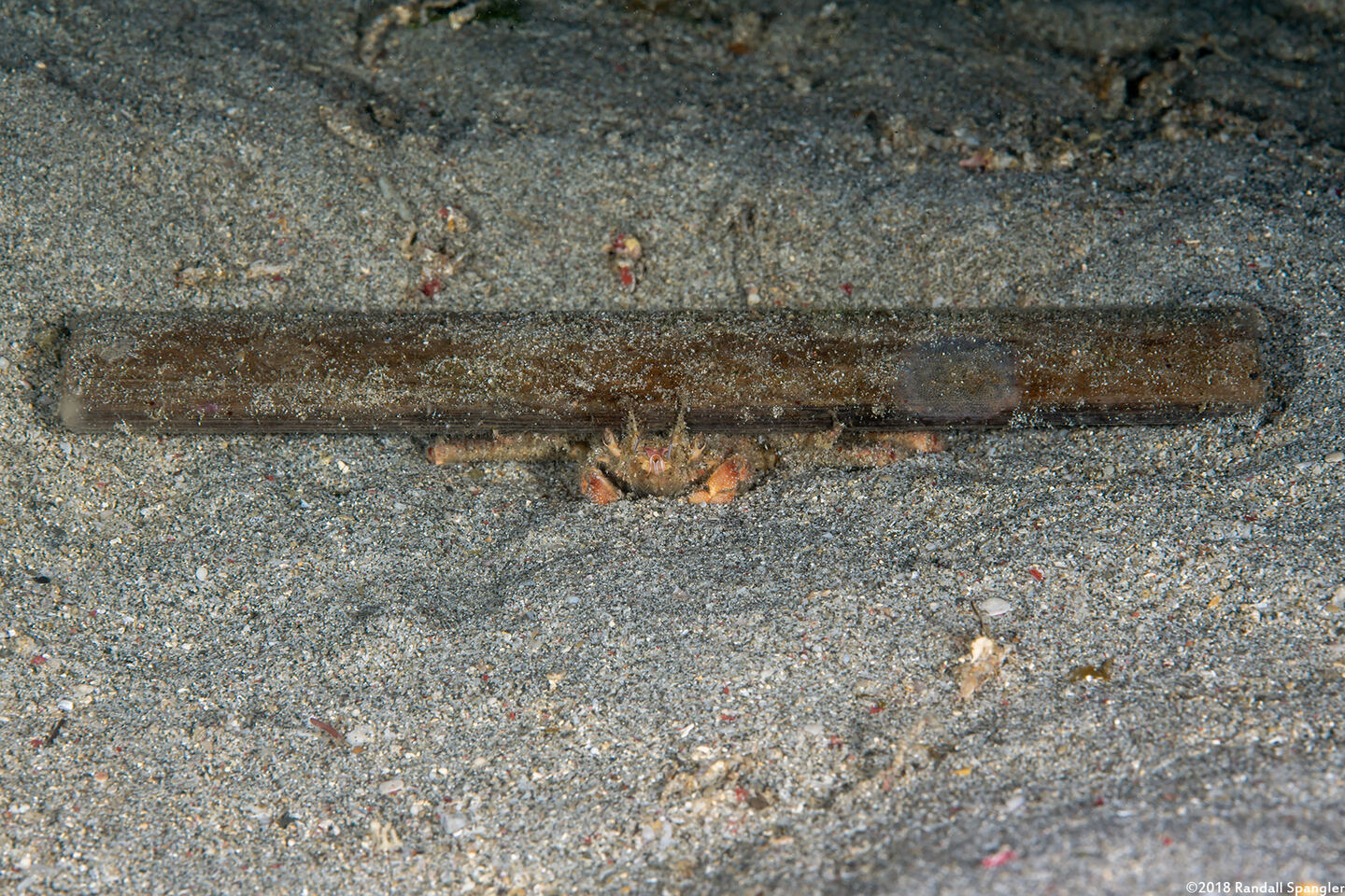 Dorippe frascone (Urchin Carry Crab)