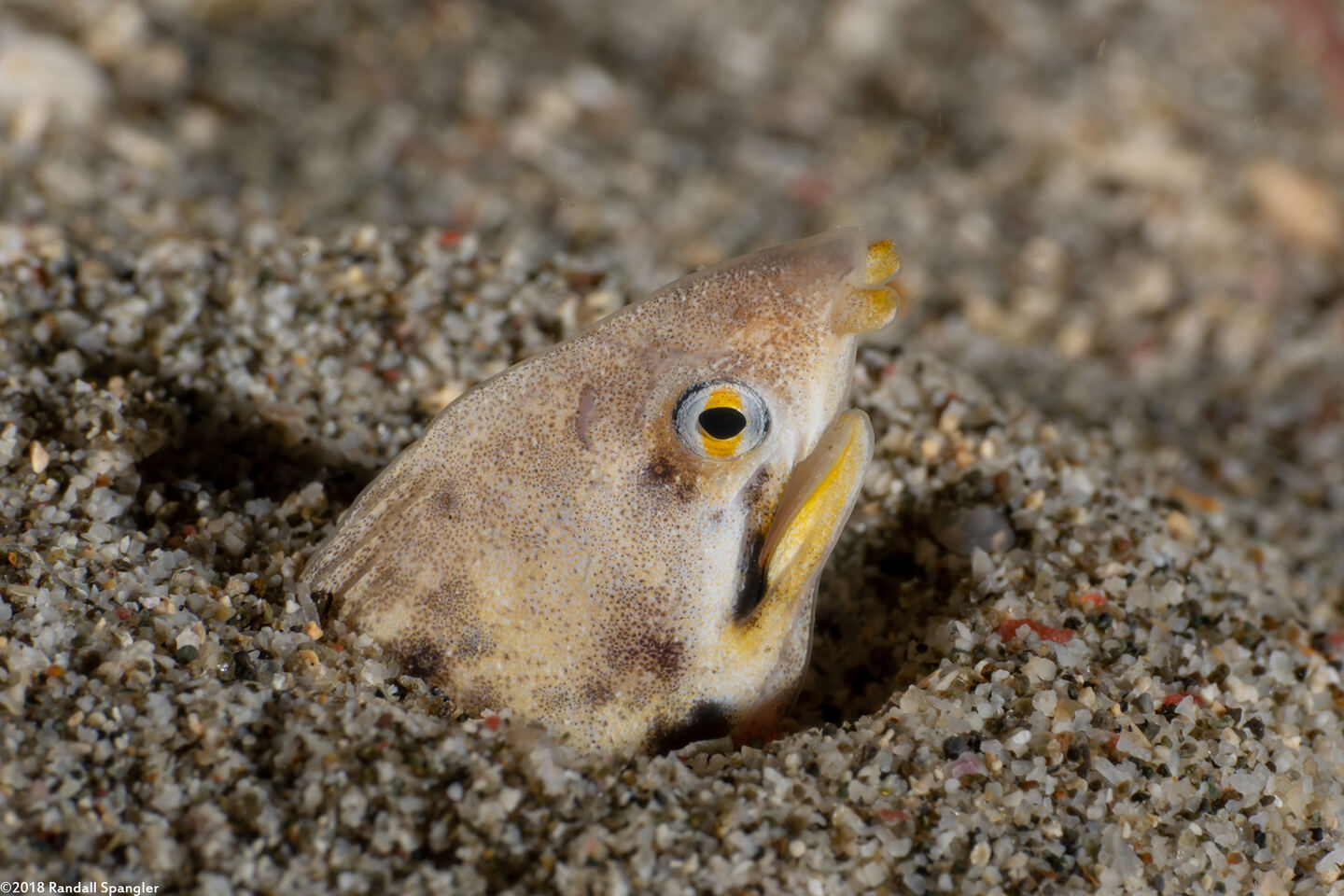 Callechelys marmorata (Marbled Snake Eel)