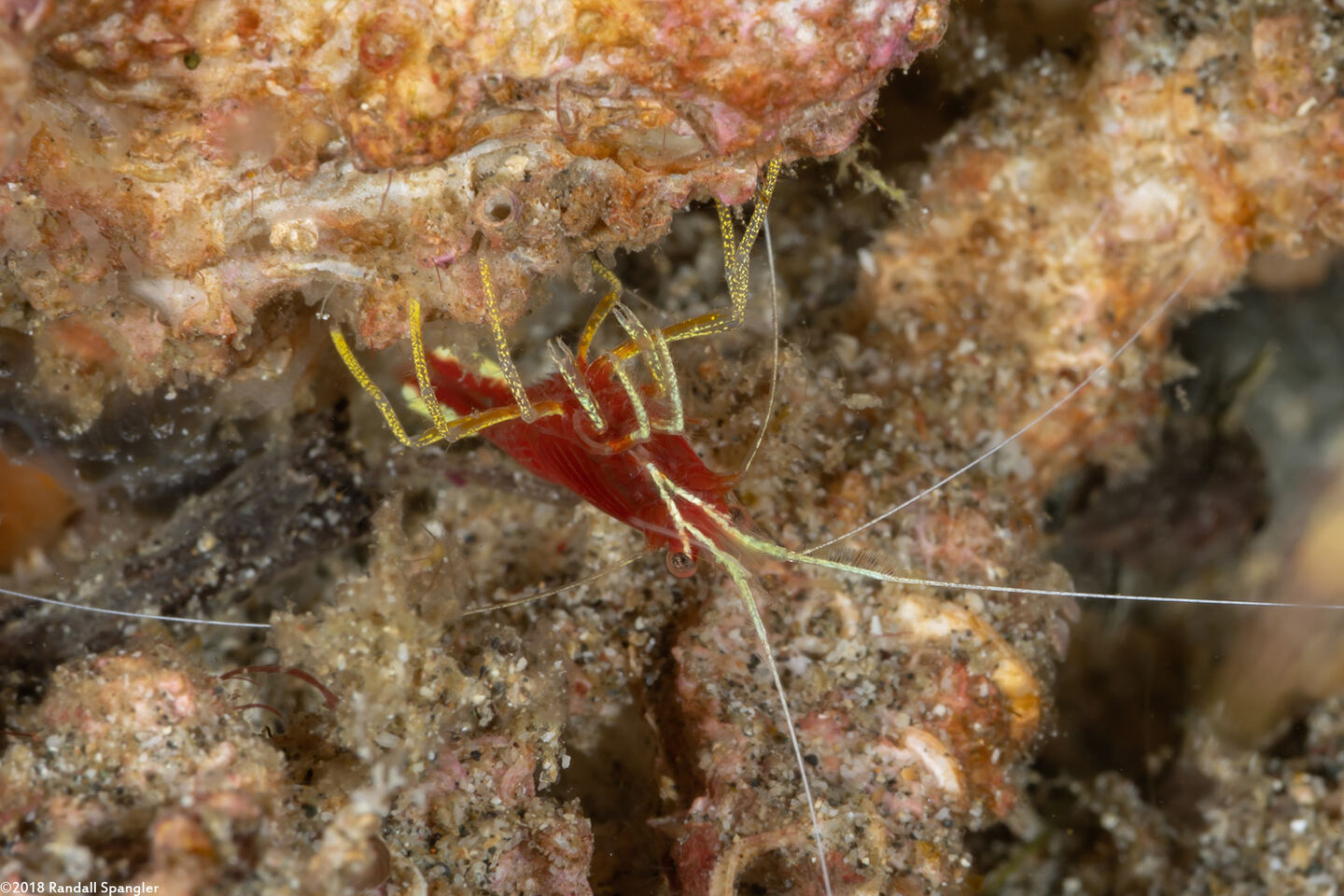 Lysmatella prima (Red-Striped Cleaner Shrimp)