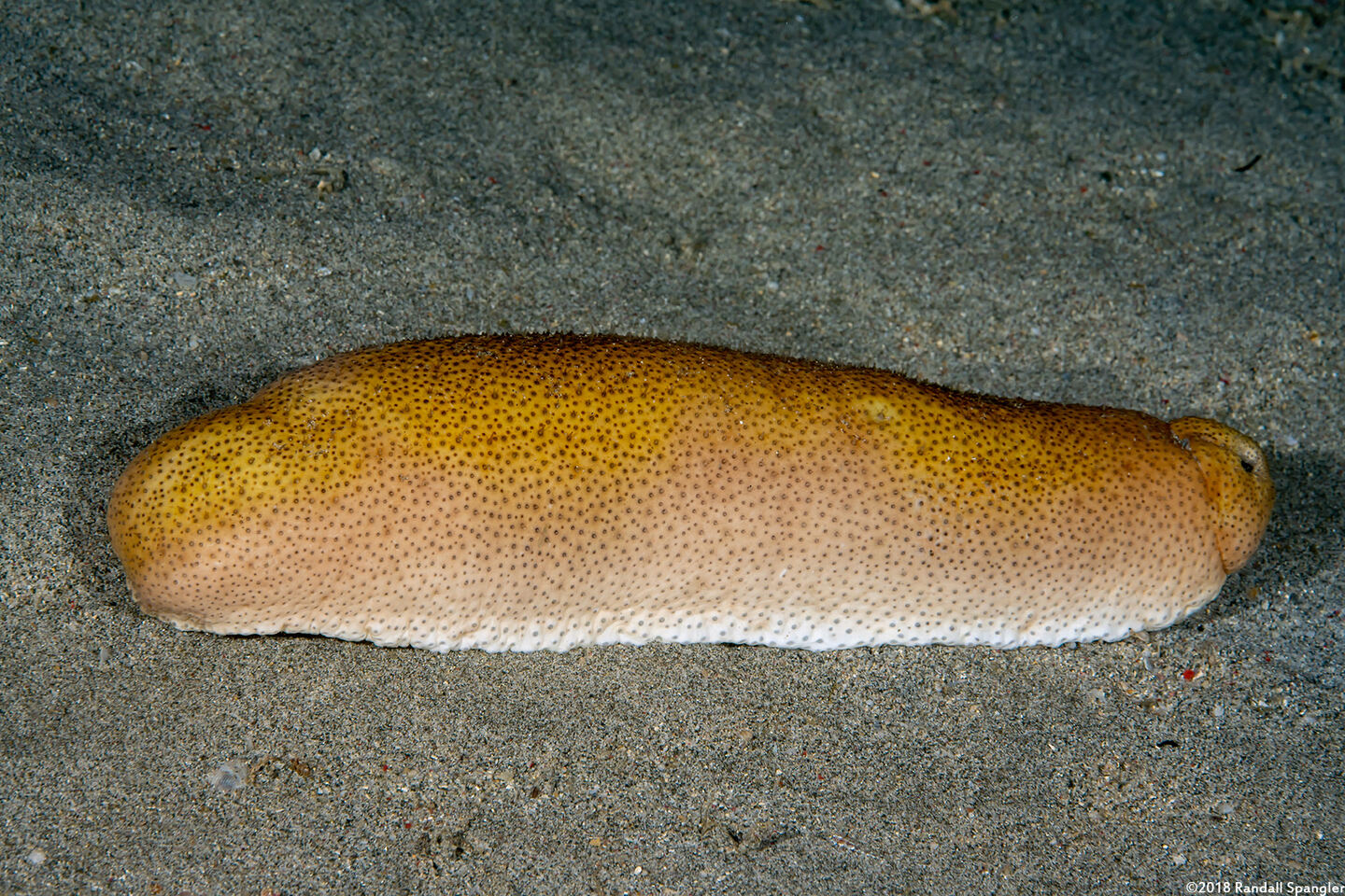 Bohadschia sp.1 (Bohadschia sp.1)