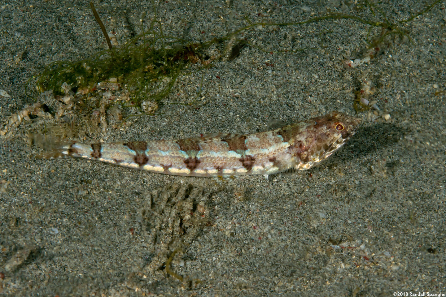 Synodus dermatogenys (Clearfin Lizardfish)