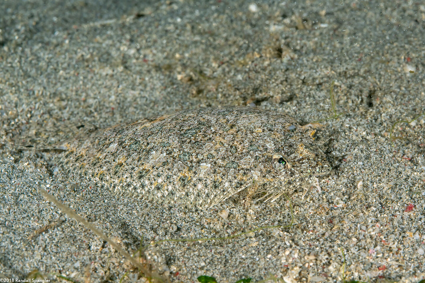 Engyprosopon grandisquama (Twospot Dwarf Flounder)