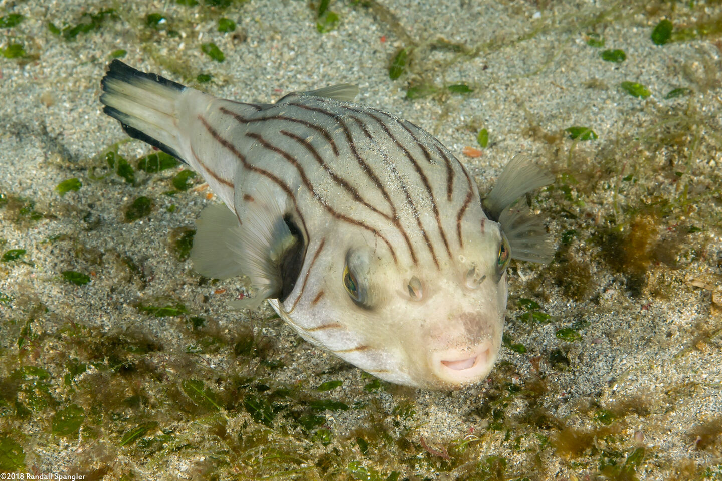 Arothron manilensis (Striped Puffer)