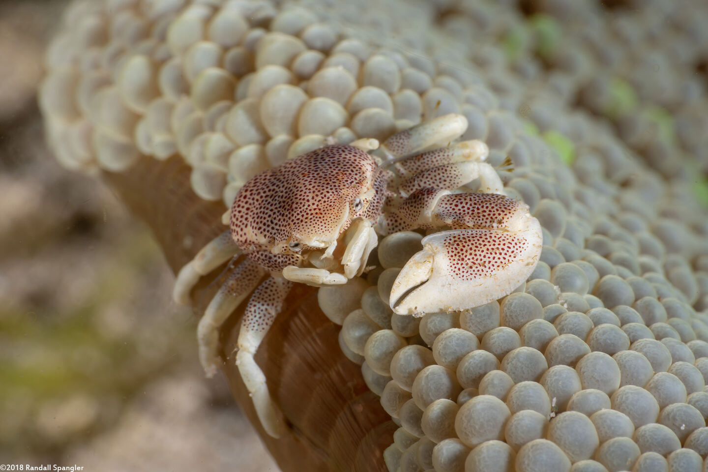 Neopetrolisthes maculatus (Spotted Porcelain Crab)
