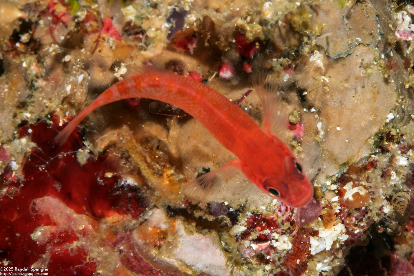 Trimma yanoi (Yano's Dwarfgoby)