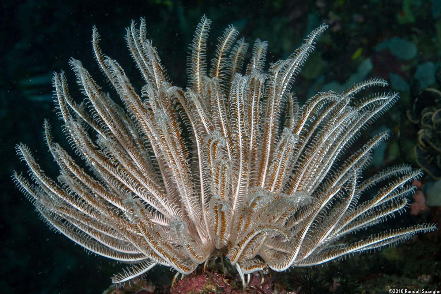 Anneissia bennetti (Bennett's Feather Star)