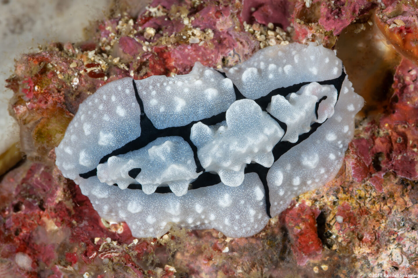 Phyllidiopsis shireenae (Shireen's Phyllidiopsis)