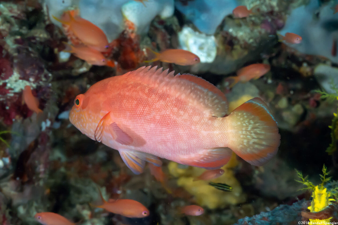Cephalopholis spiloparaea (Strawberry Grouper)