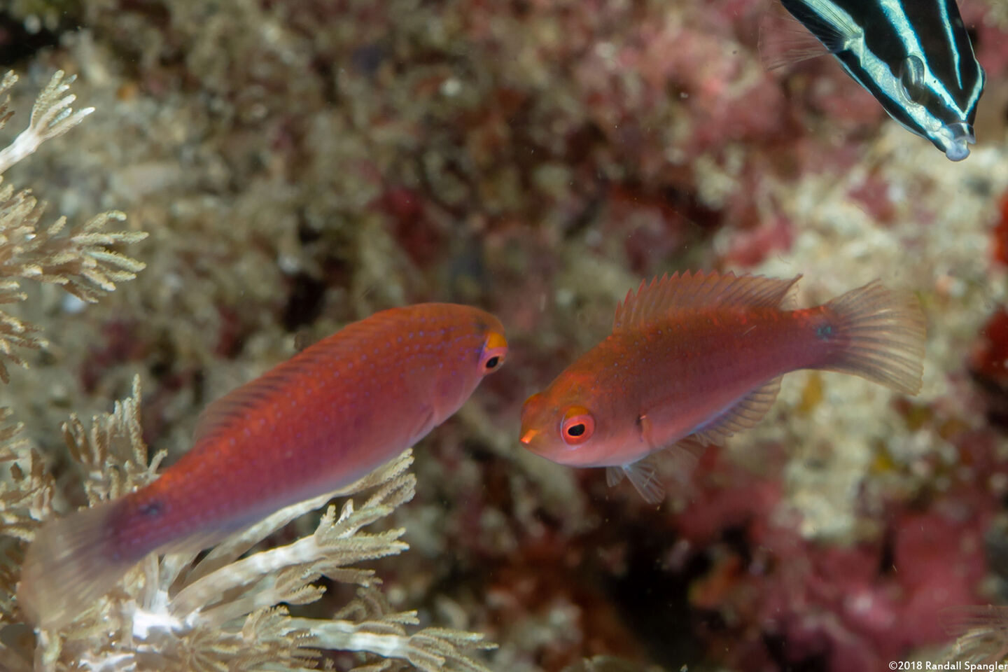 Cirrhilabrus lubbocki (Yellowback Fairy Wrasse)