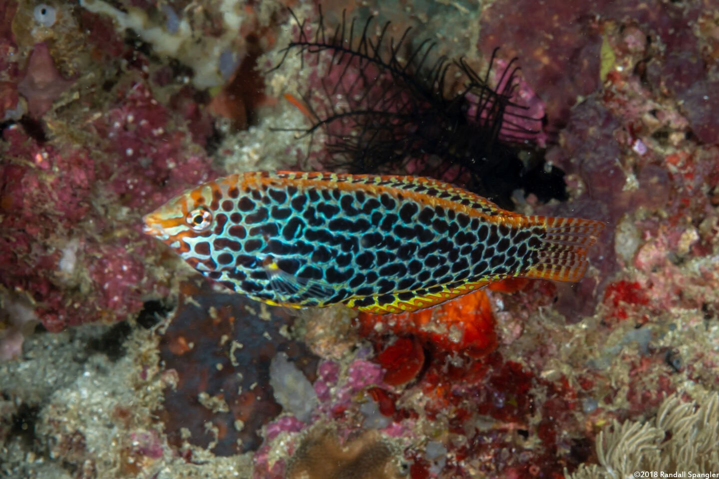 Macropharyngodon meleagris (Leopard Wrasse)
