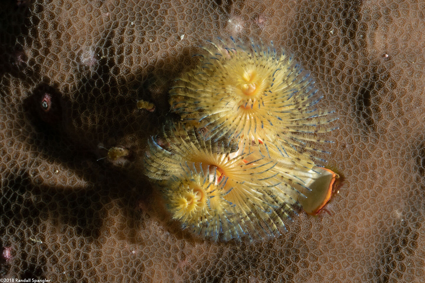 Spirobranchus sp.1 (Christmas Tree Worm)