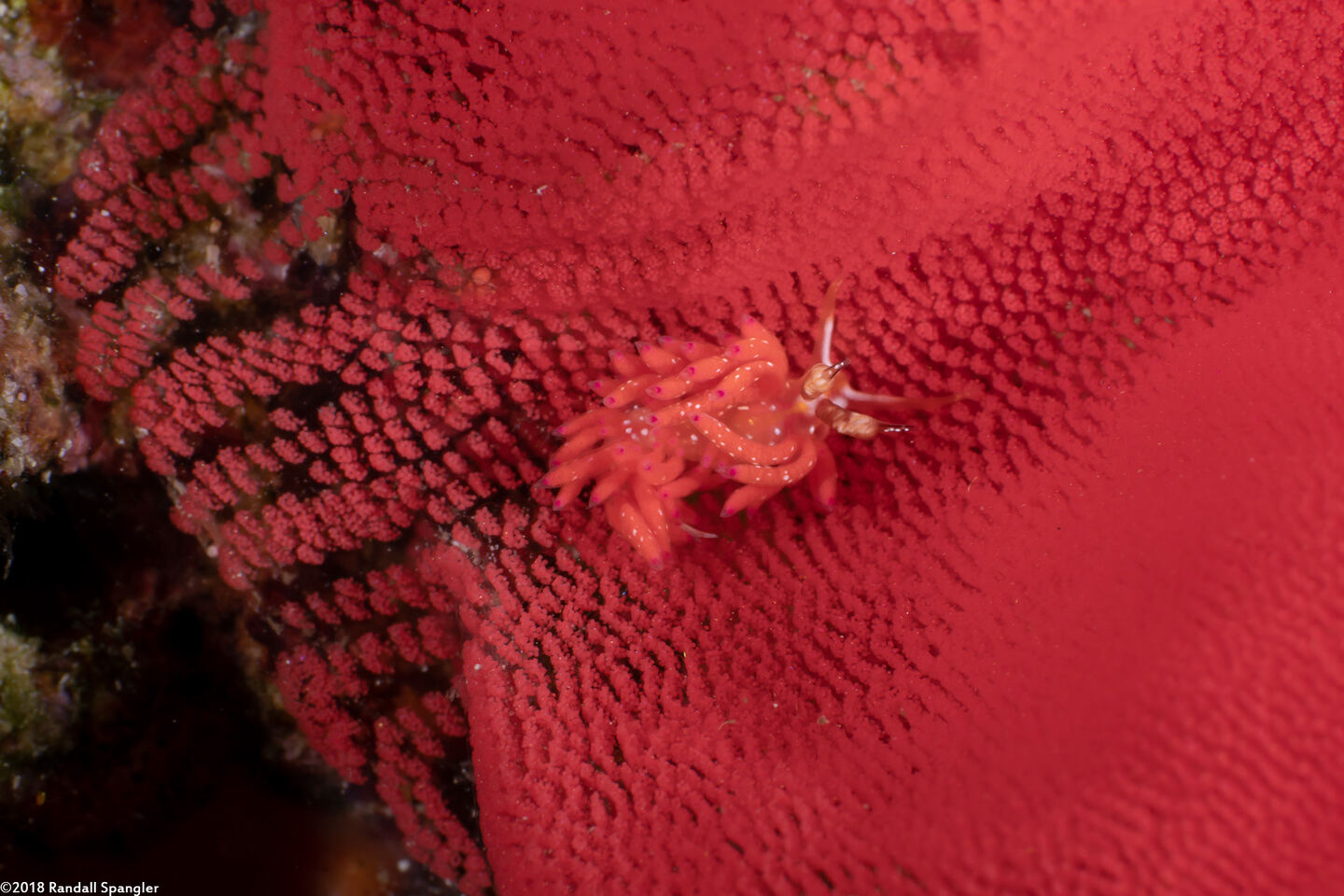 Favorinus mirabilis (Wonderful Favorinus)