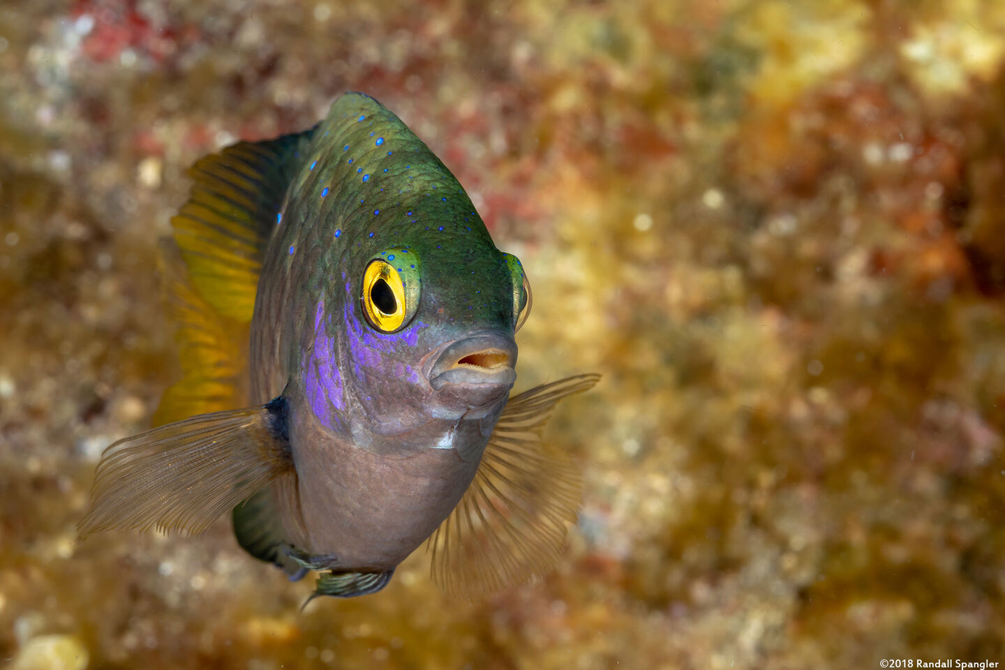 Plectroglyphidodon lacrymatus (Jewel Damsel)