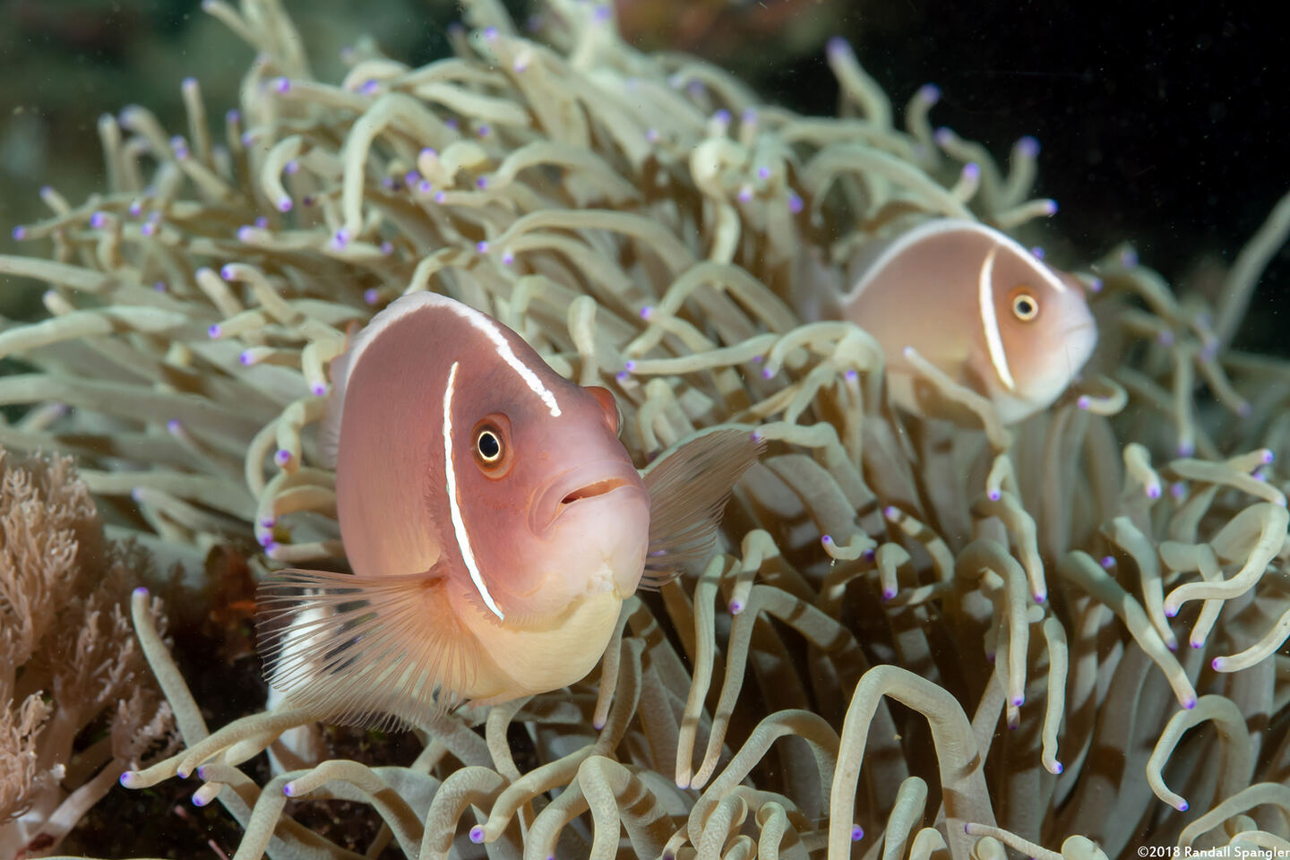 Amphiprion perideraion (Pink Anemonefish)