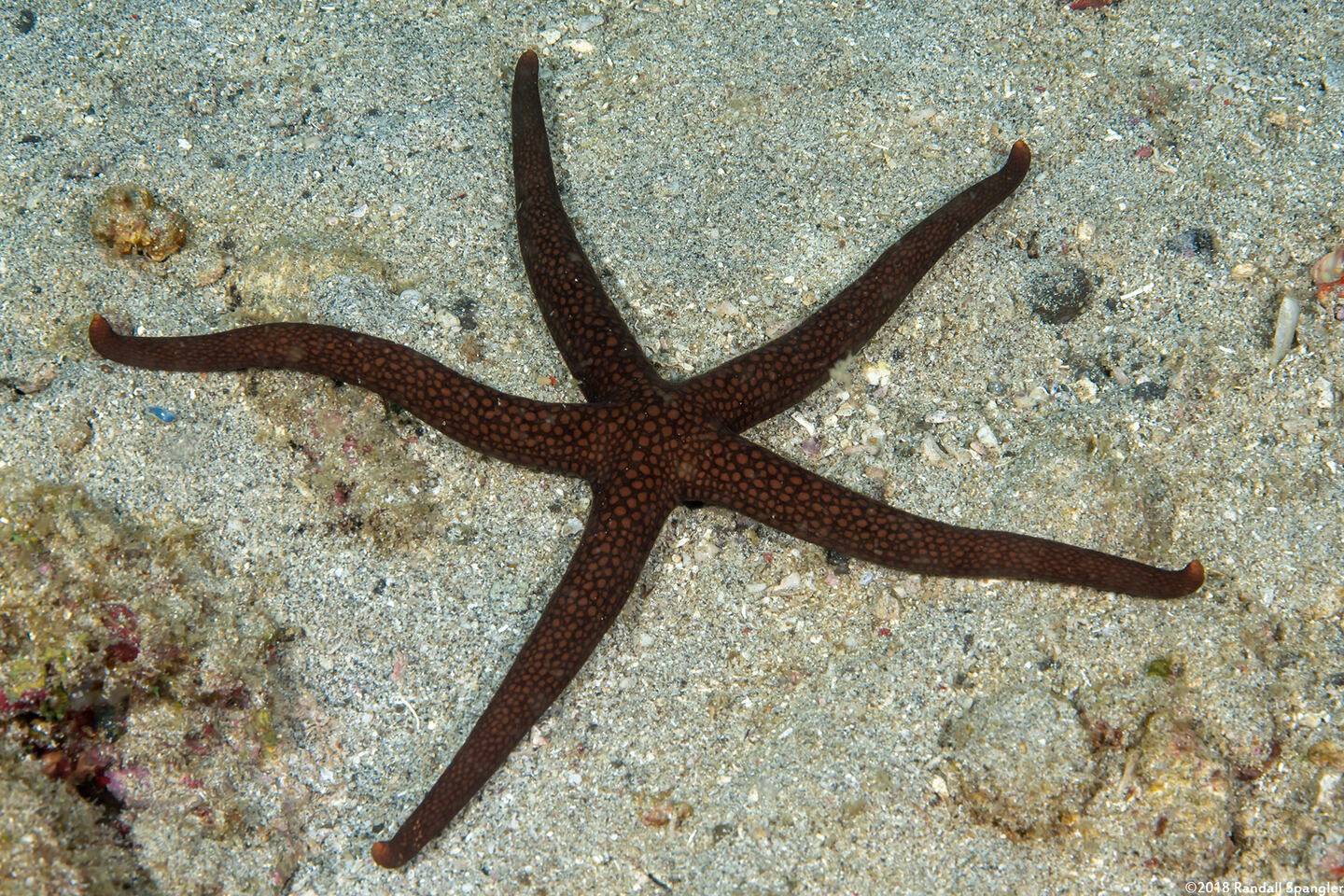 Nardoa galatheae (Brown Mesh Sea Star)