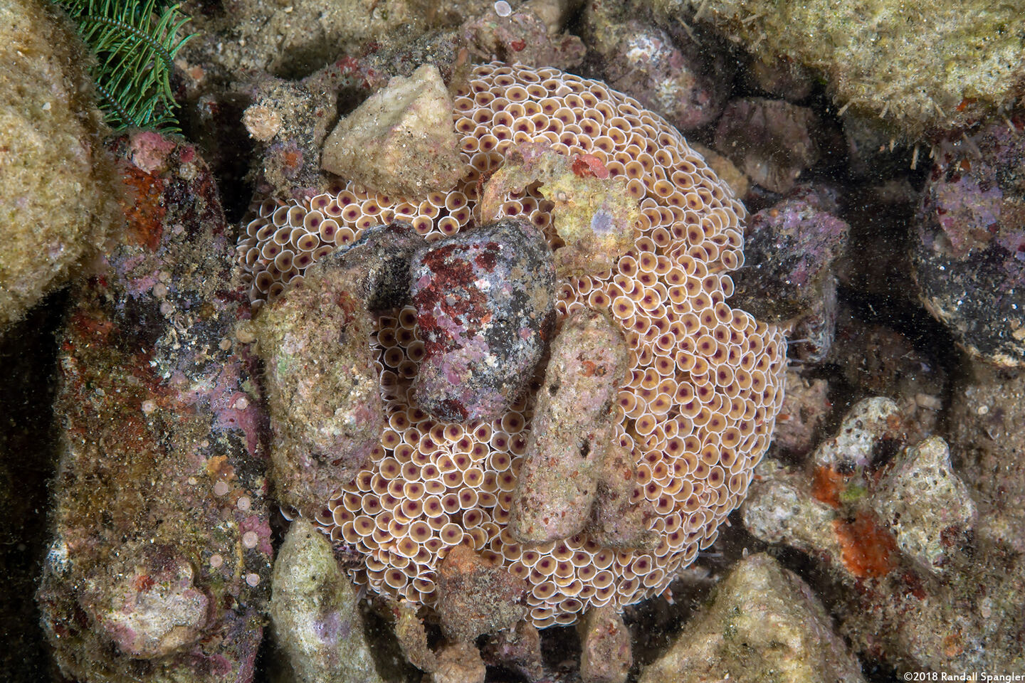 Toxopneustes pileolus (Flower Urchin)