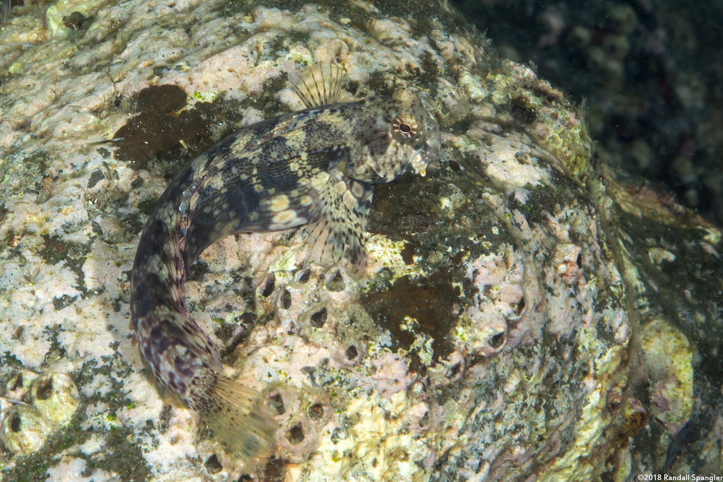 Salarias fasciatus (Jewelled Blenny)