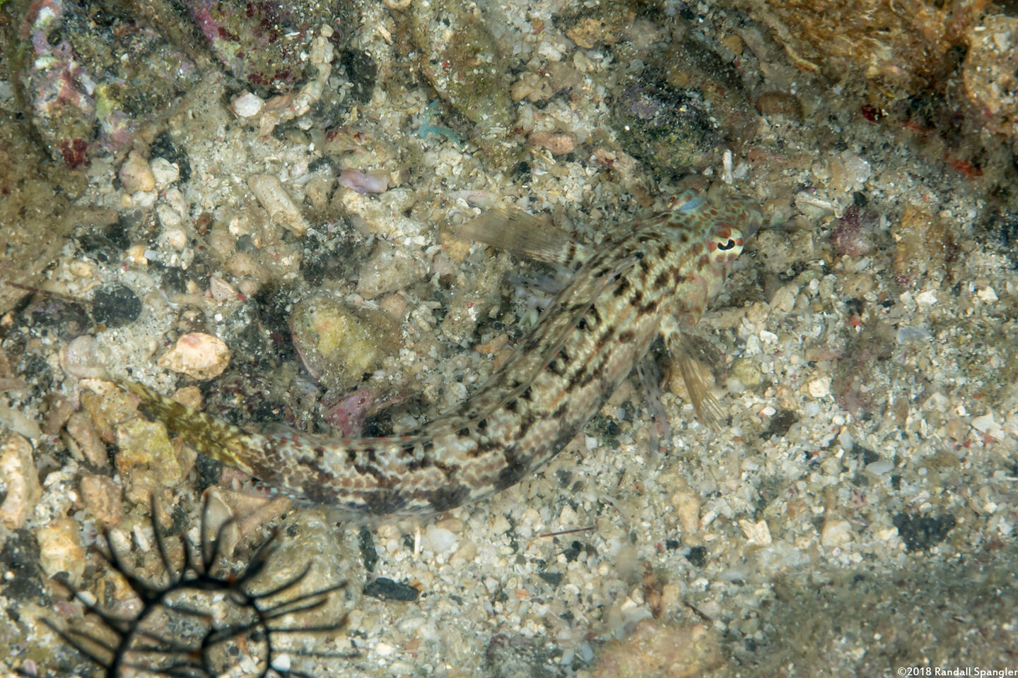 Parapercis cylindrica (Sharpnose Sandperch)