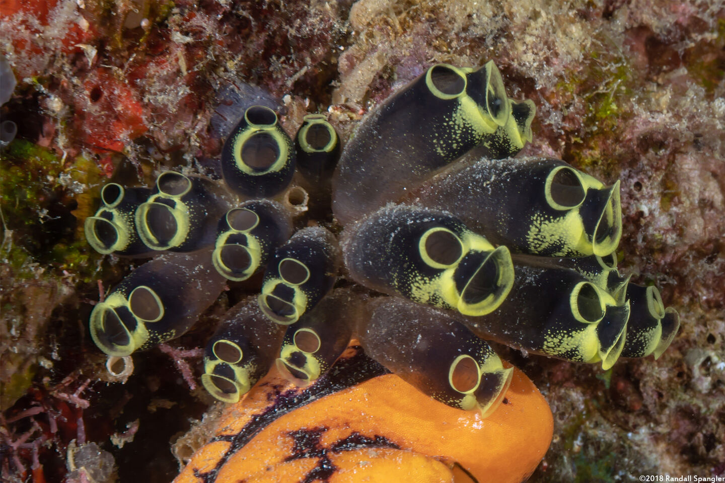 Clavelina robusta (Robust Clavelina)
