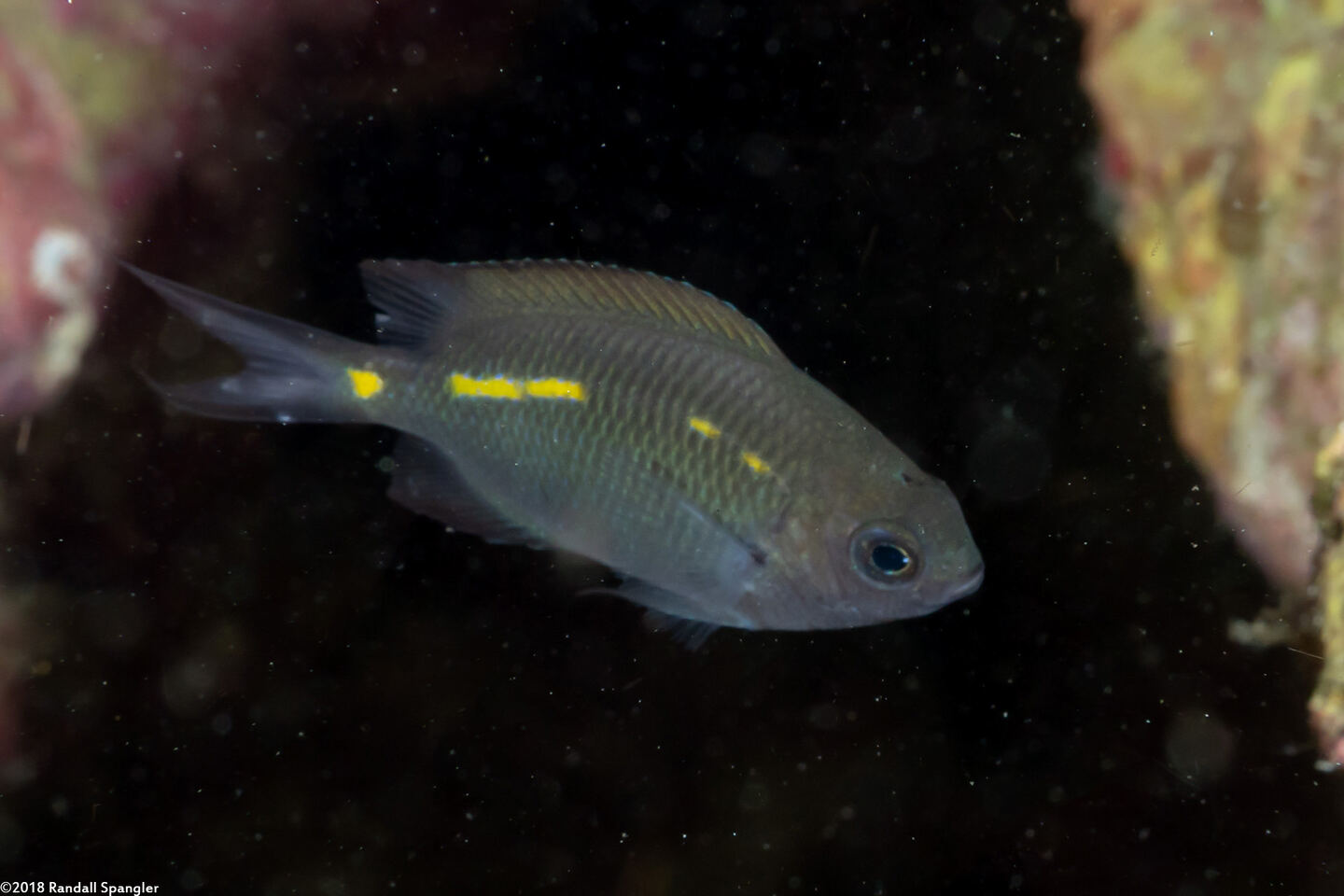Acanthochromis polyacanthus (Spiny Chromis)