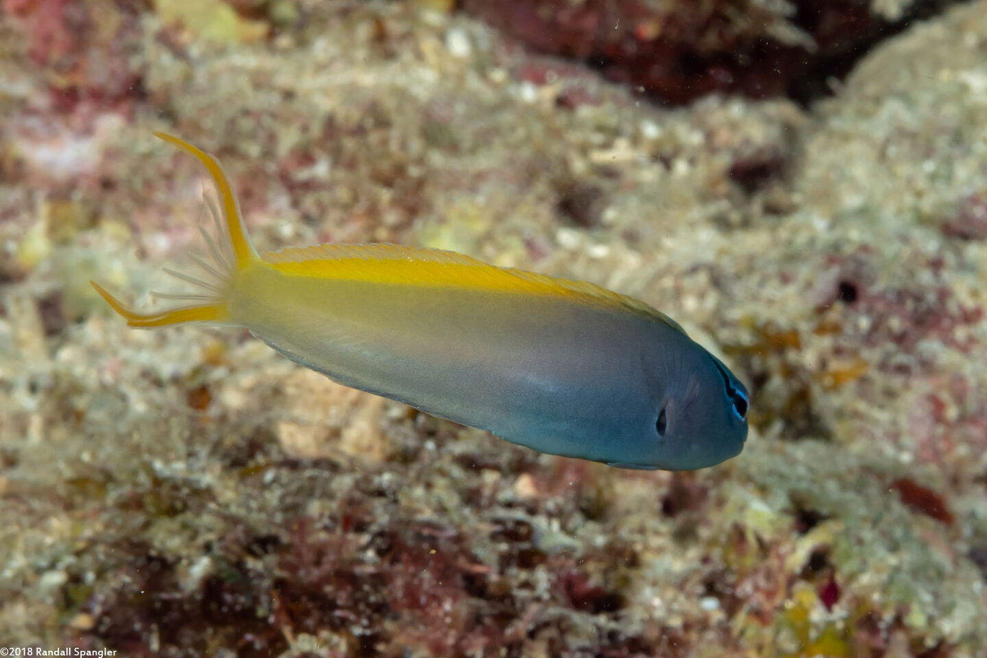 Meiacanthus atrodorsalis (Yellowtail Fangblenny)
