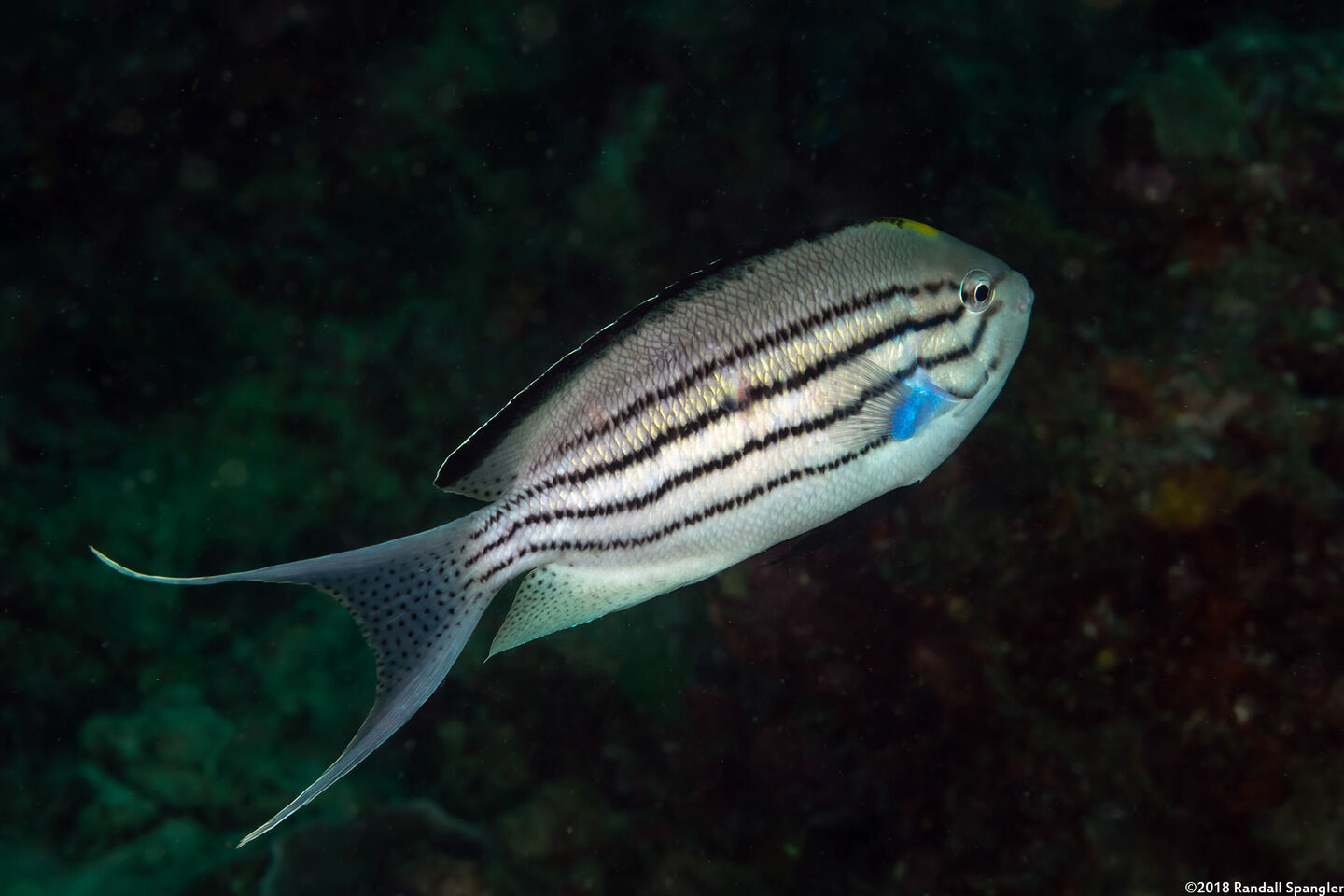 Genicanthus lamarck (Blackstriped Angelfish)