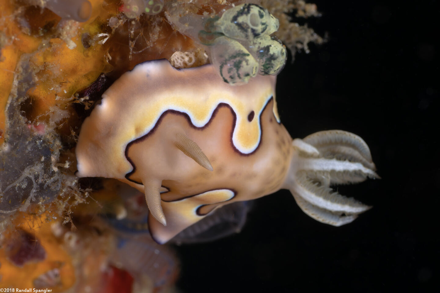 Goniobranchus coi (Co's Chromodoris)