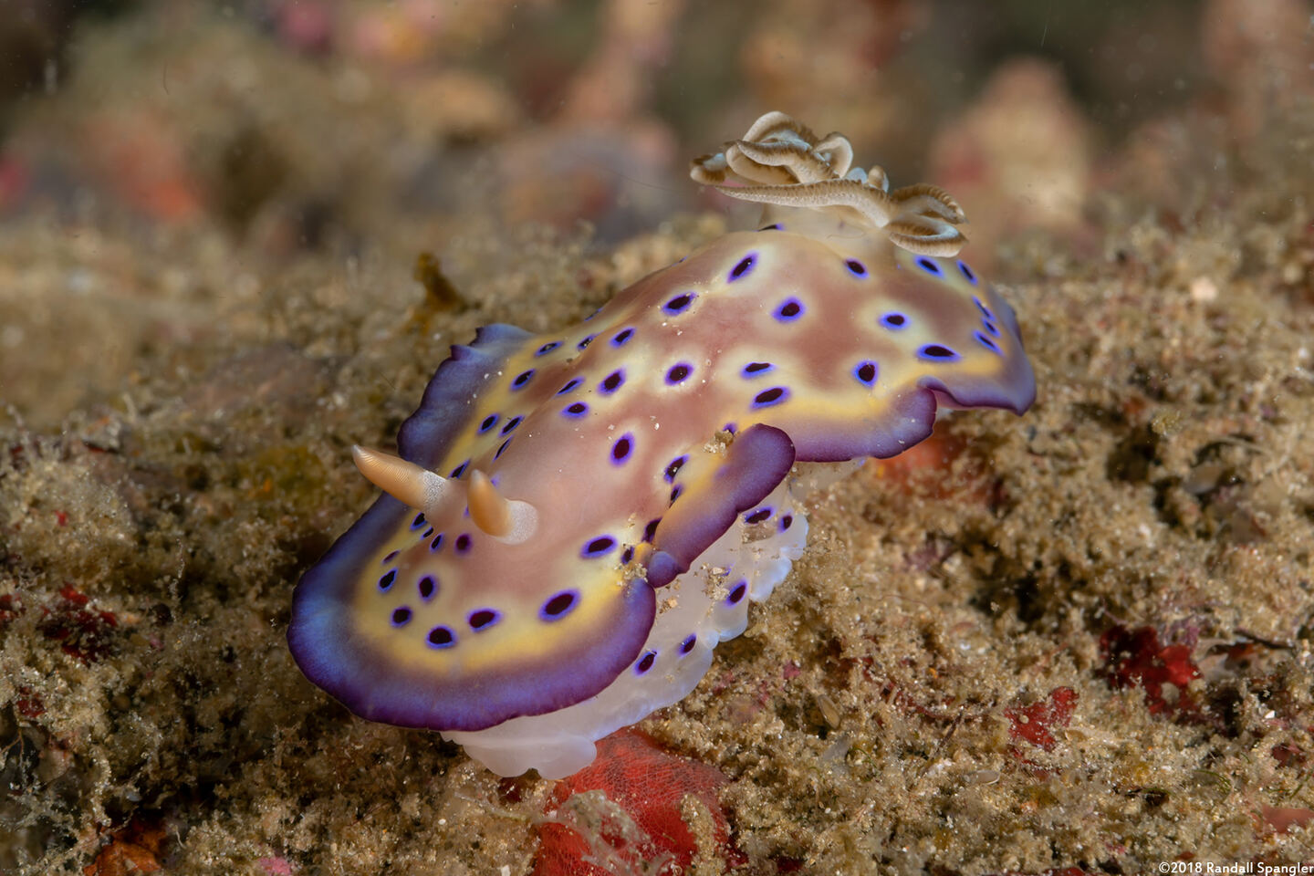 Goniobranchus kuniei (Kunie's Chromodoris)